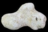 Agatized Fossil Coral Geode - Florida #97903-2